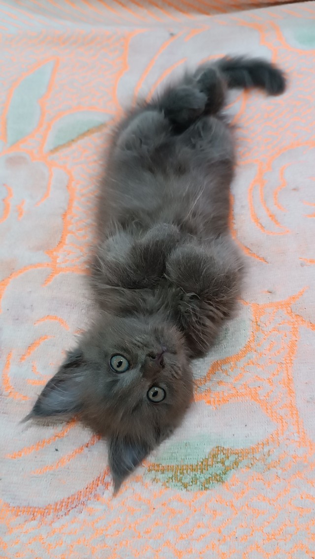 Я снова раб