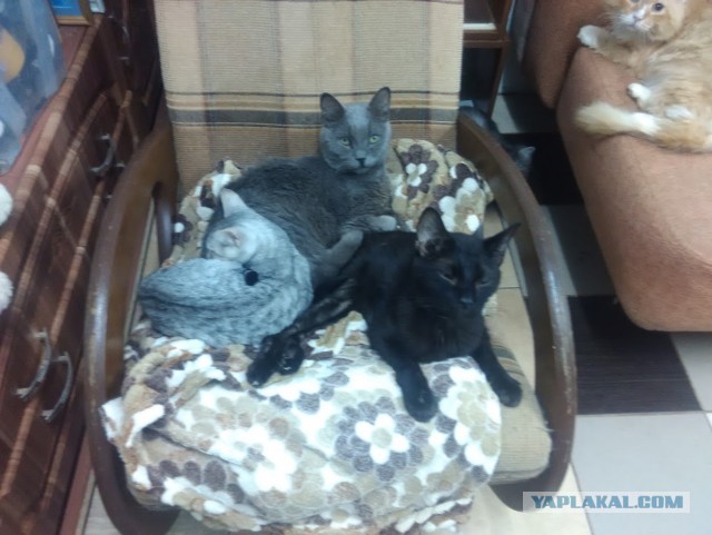 Кошачий приют