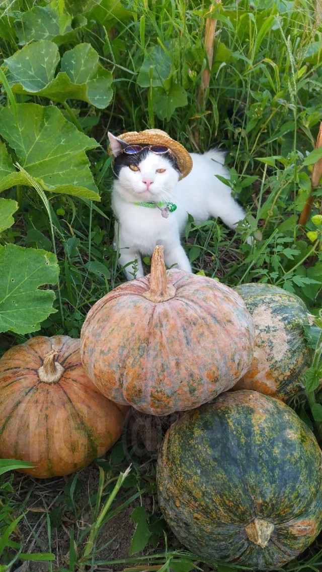 Когда батя присылает свои фотографии с дачи