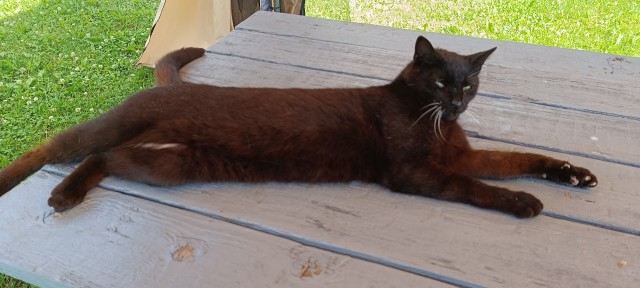 Котовторник в картинках