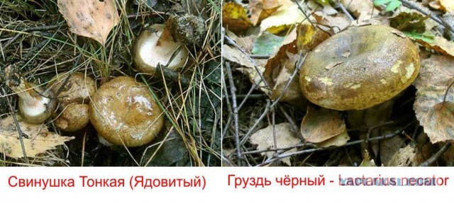 Свинушки (Коровники) съедобны или нет?