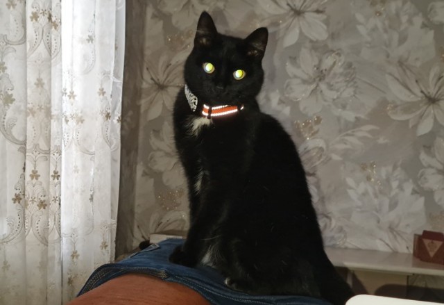 Веселая ферма: GPS трекеры для собак