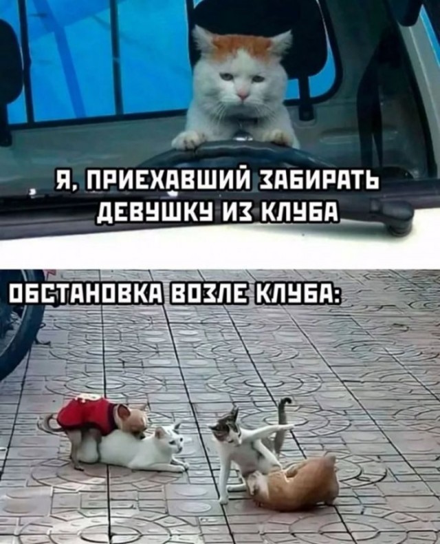 Веселые картинки в пятницу (24.01)