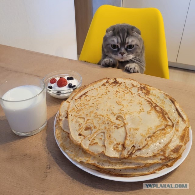 К котовторнику