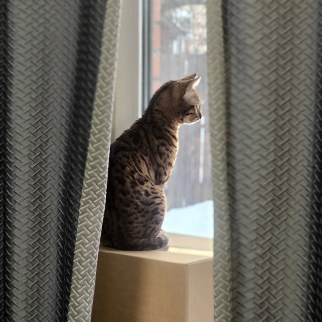 Котовторник продолжается