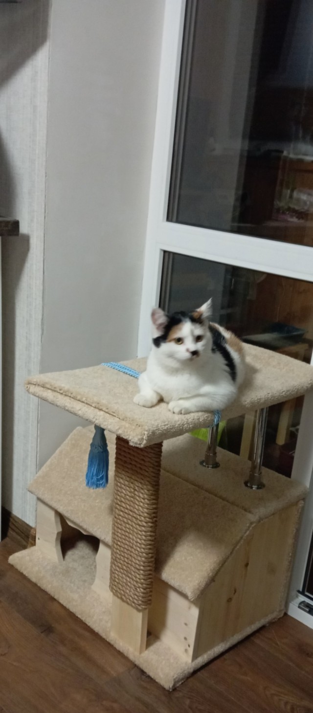 Немного моих котиков к вторнику