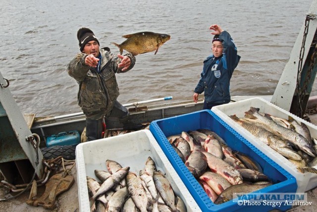 Красота! Лето на Ямале. Фото