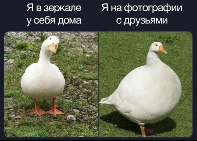 Картинки для деградации-5 (разной степени свежести)