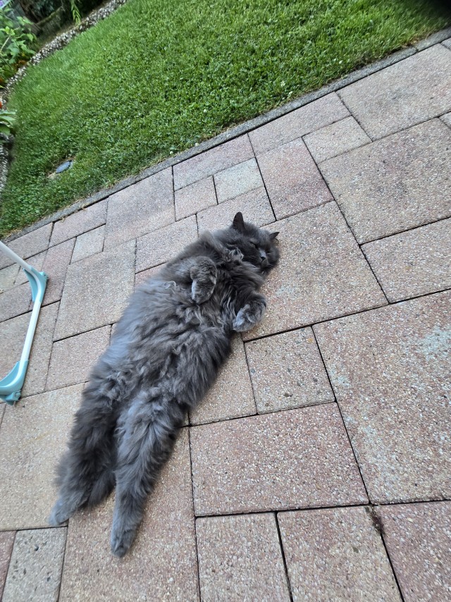 К завершению КотоВторника