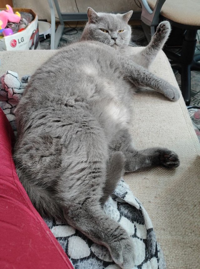 Котовторник