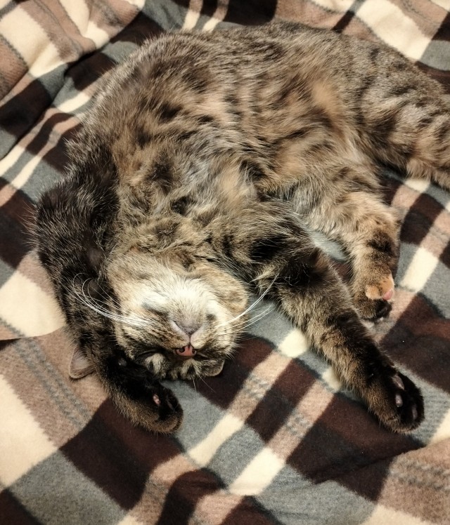 Котовторник. Где коты? Мой вот!