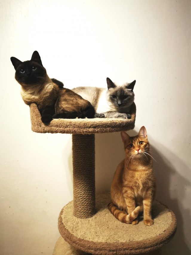 Котовторник же!
