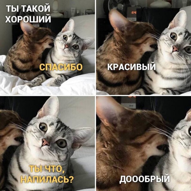 Так себе картинки 18.02.26
