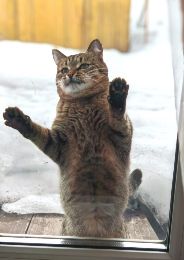 Всех причастных с котовторником!