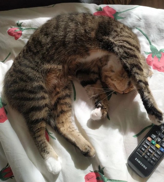Котовторник же!