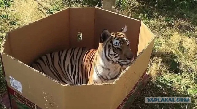 Озадачили