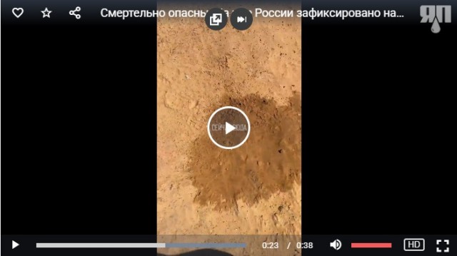 Смертельно опасны. На юге России зафиксировано нашествие клещей-мутантов