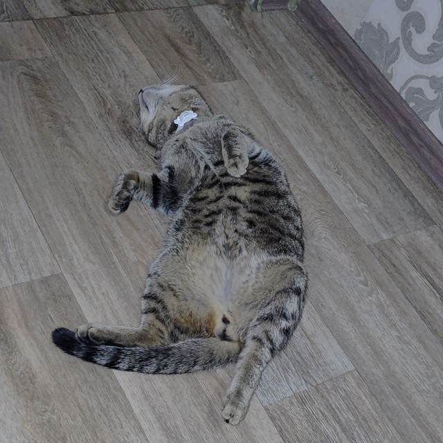 Сплюшка трëхцветная, очень довольная (котовторник)