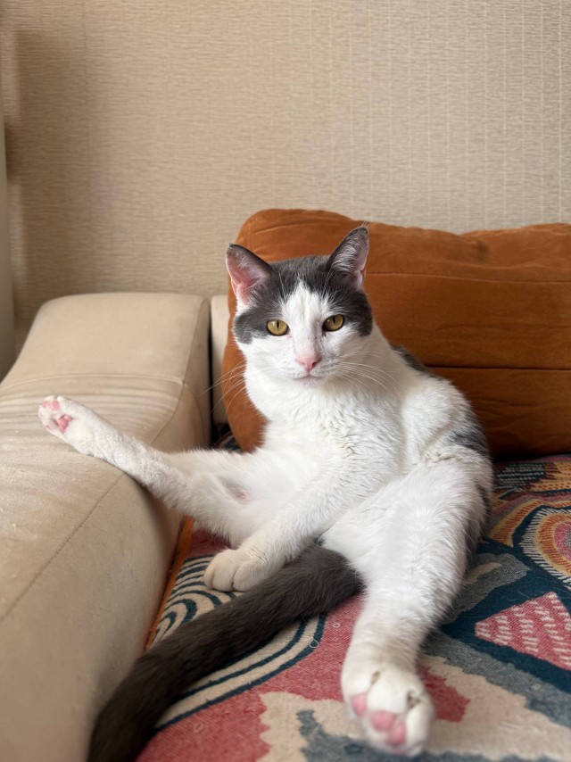 Котовторник