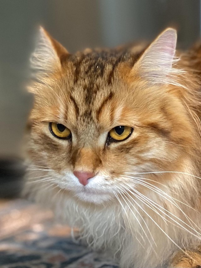 Рыжий шикарный котище