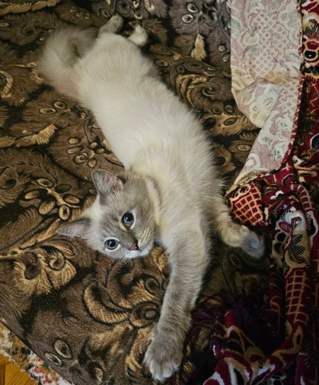 Котики в добрые руки