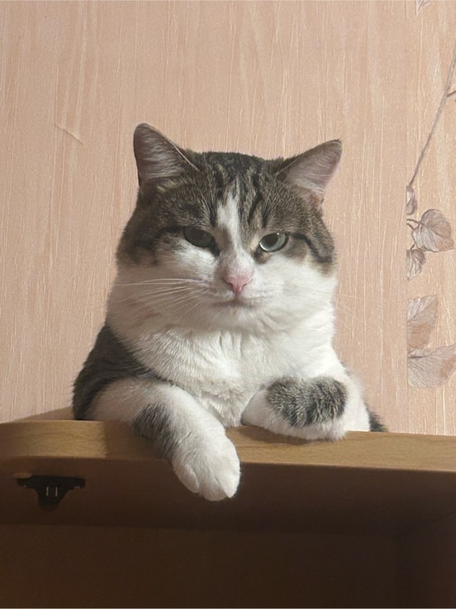 Хозяин кота выложил видео с автоматической кормушки, которая засняла эти грустные кадры