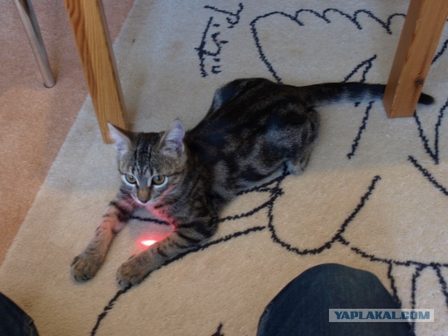 Котовторник 03.09.2013