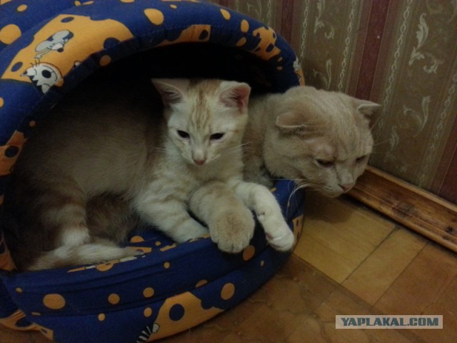 Котовторник  10.12.2013