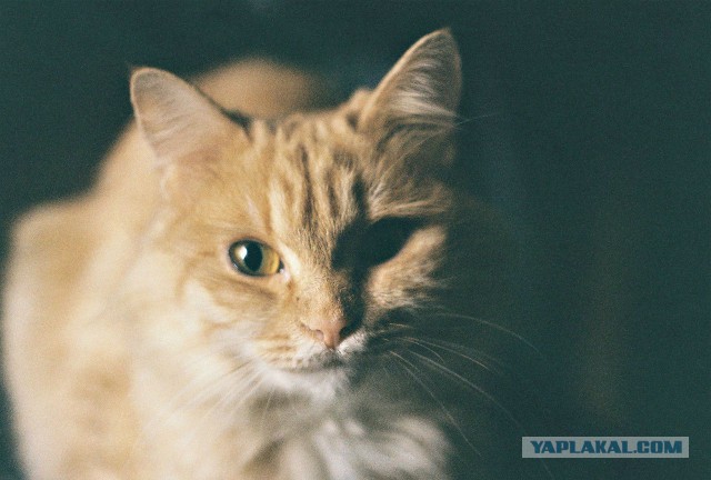 Фото на Zenit-E