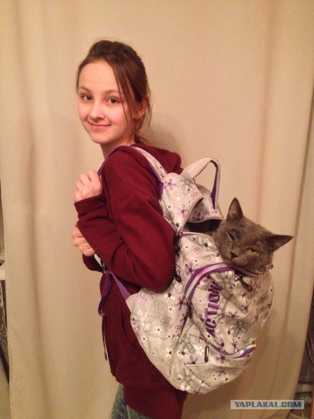 Пришел сегодня кот