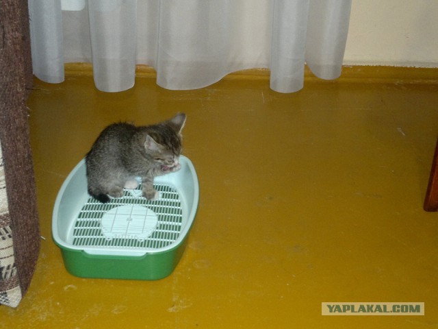 Котовторник 22.04.2014