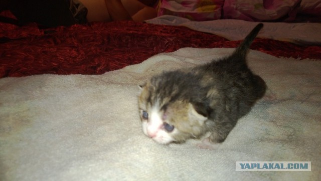 Зверьё моё!