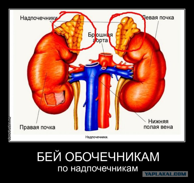 Автомобилисты подтверждающие свою принадлежнасть к