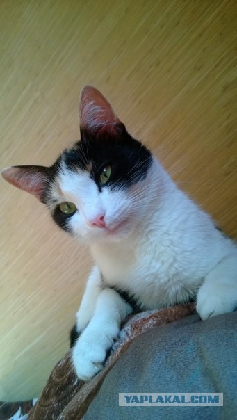 Кошечка.