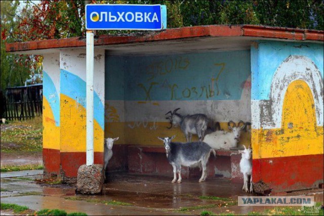 Хочу в Россию.