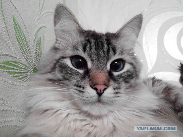Кот по имени Бобо