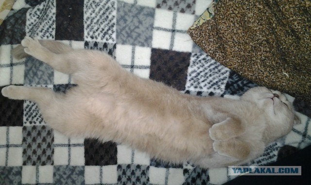 Котовторник 5.05.2015.