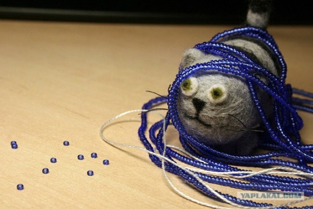 Какую мурмоту нашел