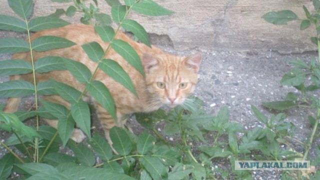 Котовторник 04.08.2015