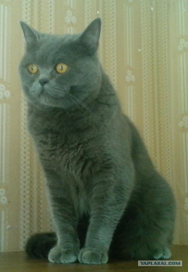 Котовторник наступил!:)