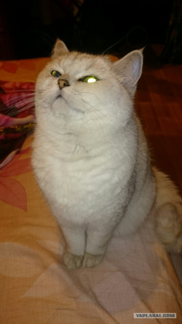 Котовторник 03.11.2015