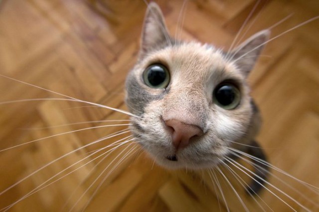 Демы к котовторнику!