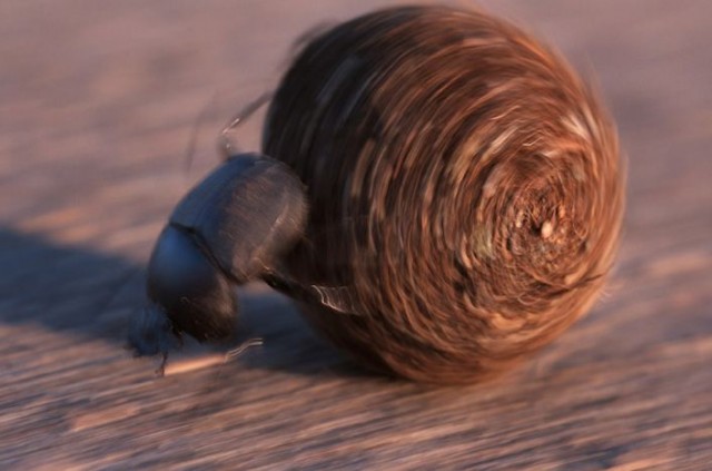 Лучшие звериные фото National Geographic 2007