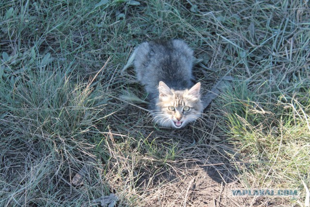 Котовторник 27.09.16