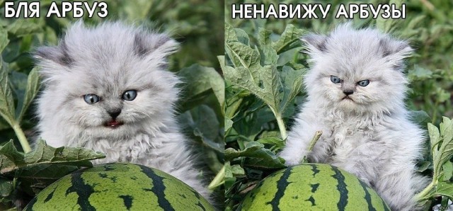 Путь домой в 2300 км