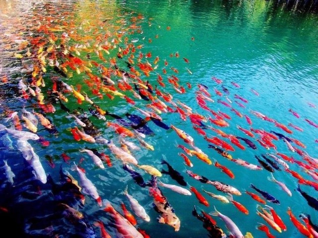 Подборка забавных животных
