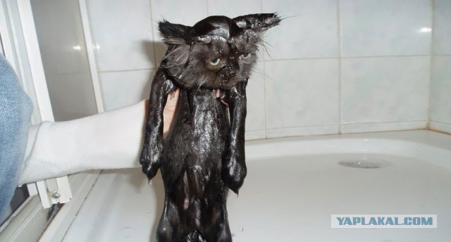 Погружение кошки в воду