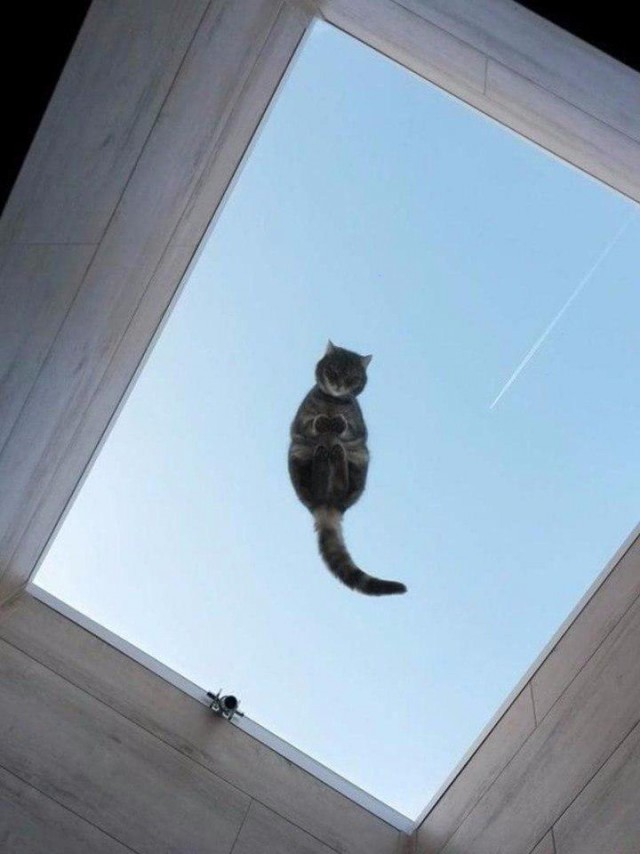Коты и Кошки