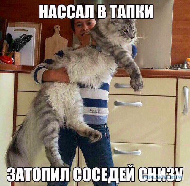 Забавные комментарии, шутки и фразы из этих ваших интернетов