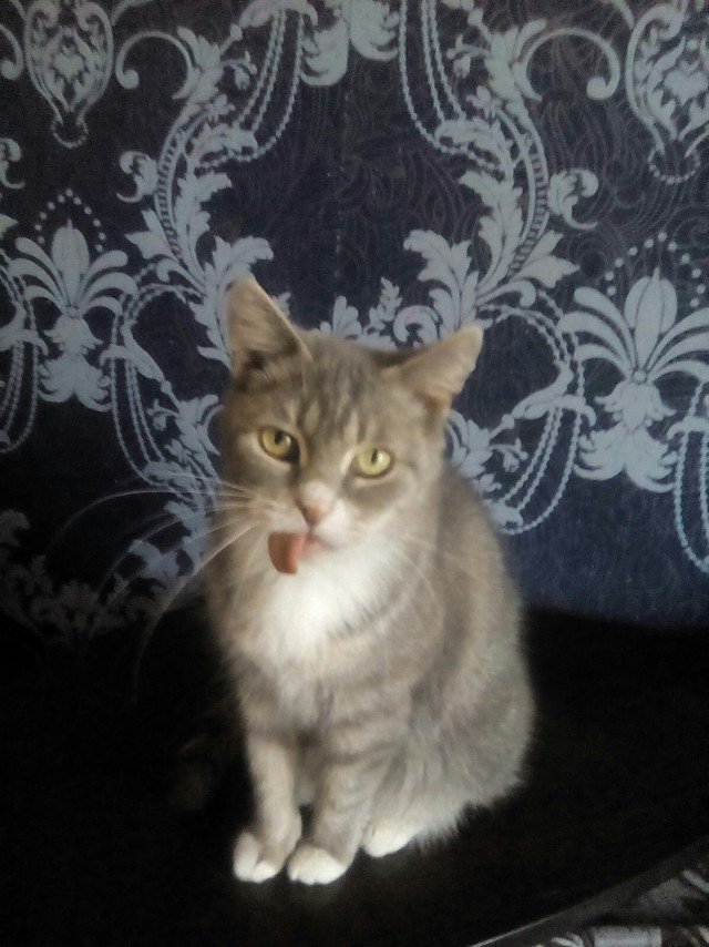 Коты и Кошки